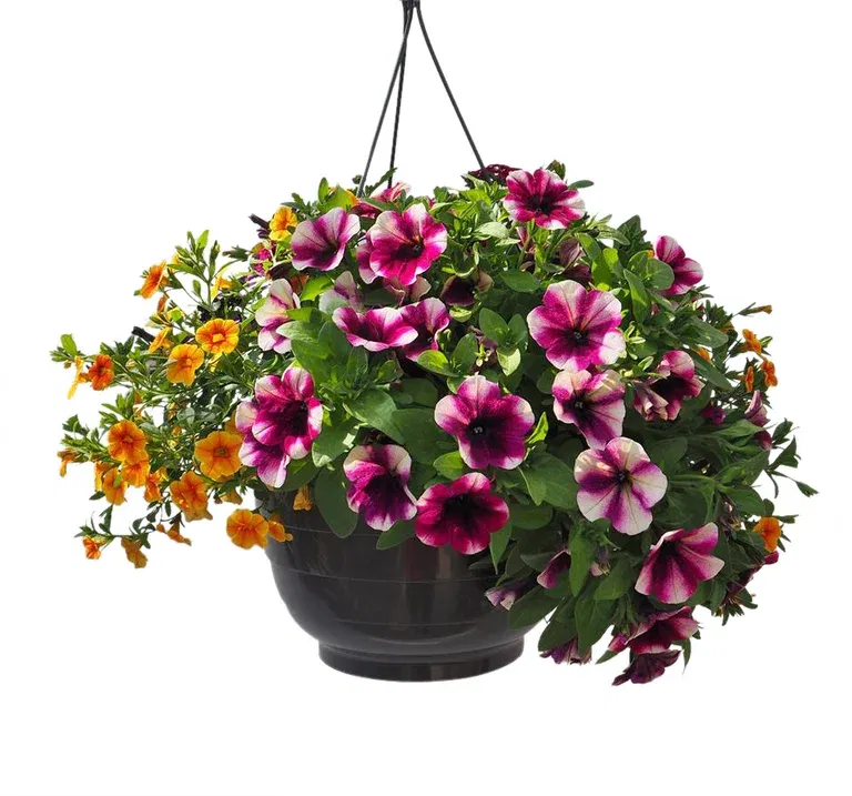 Sommarblommor i ampel