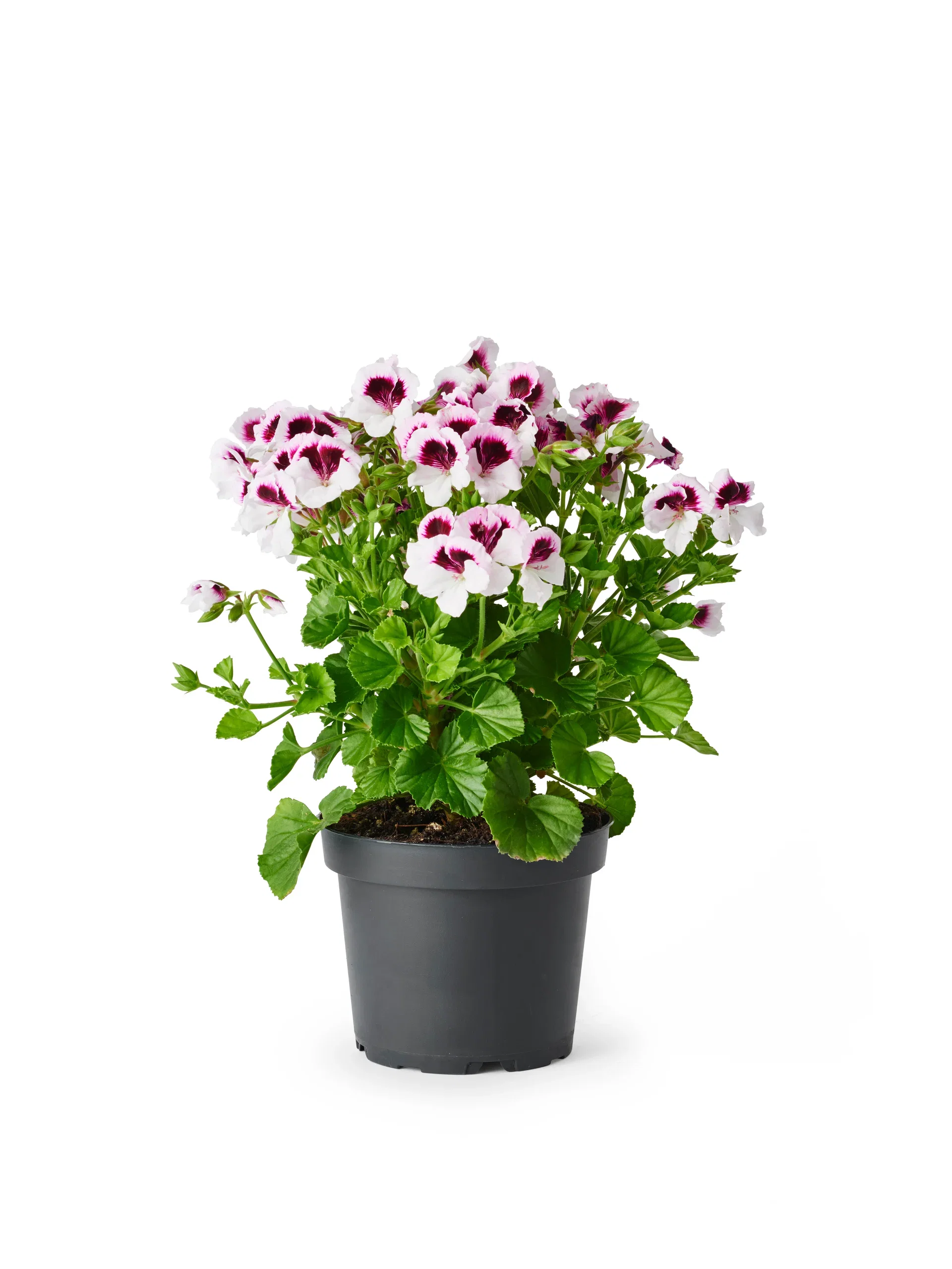 Änglapelargon 'Mosquitaway'