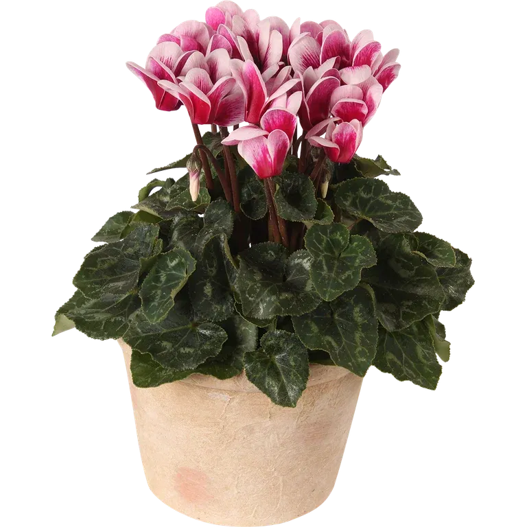 Cyklamen 'Goblet Shine Wine Red'