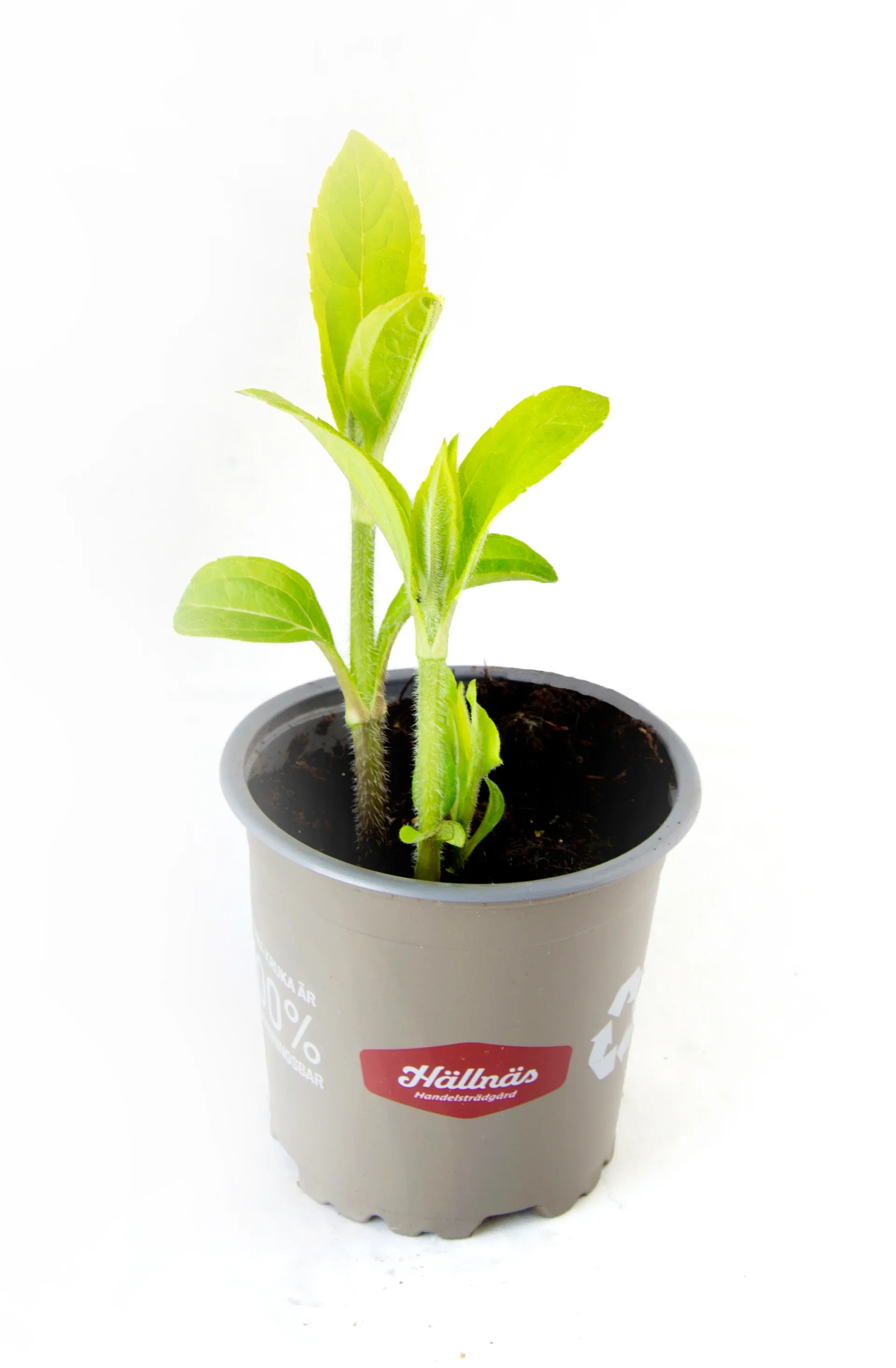 Jordärtskocka 'Topstar'