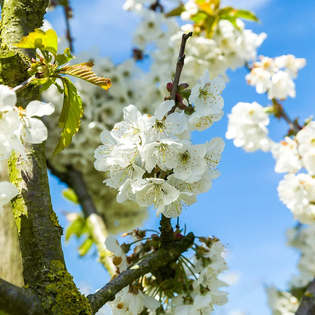 Sötkörsbär 'Lapins' Colt