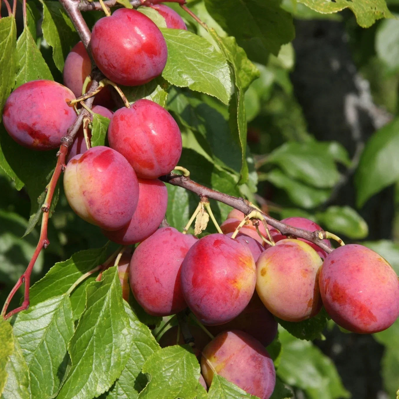 Plommon 'Victoria' E P.cer