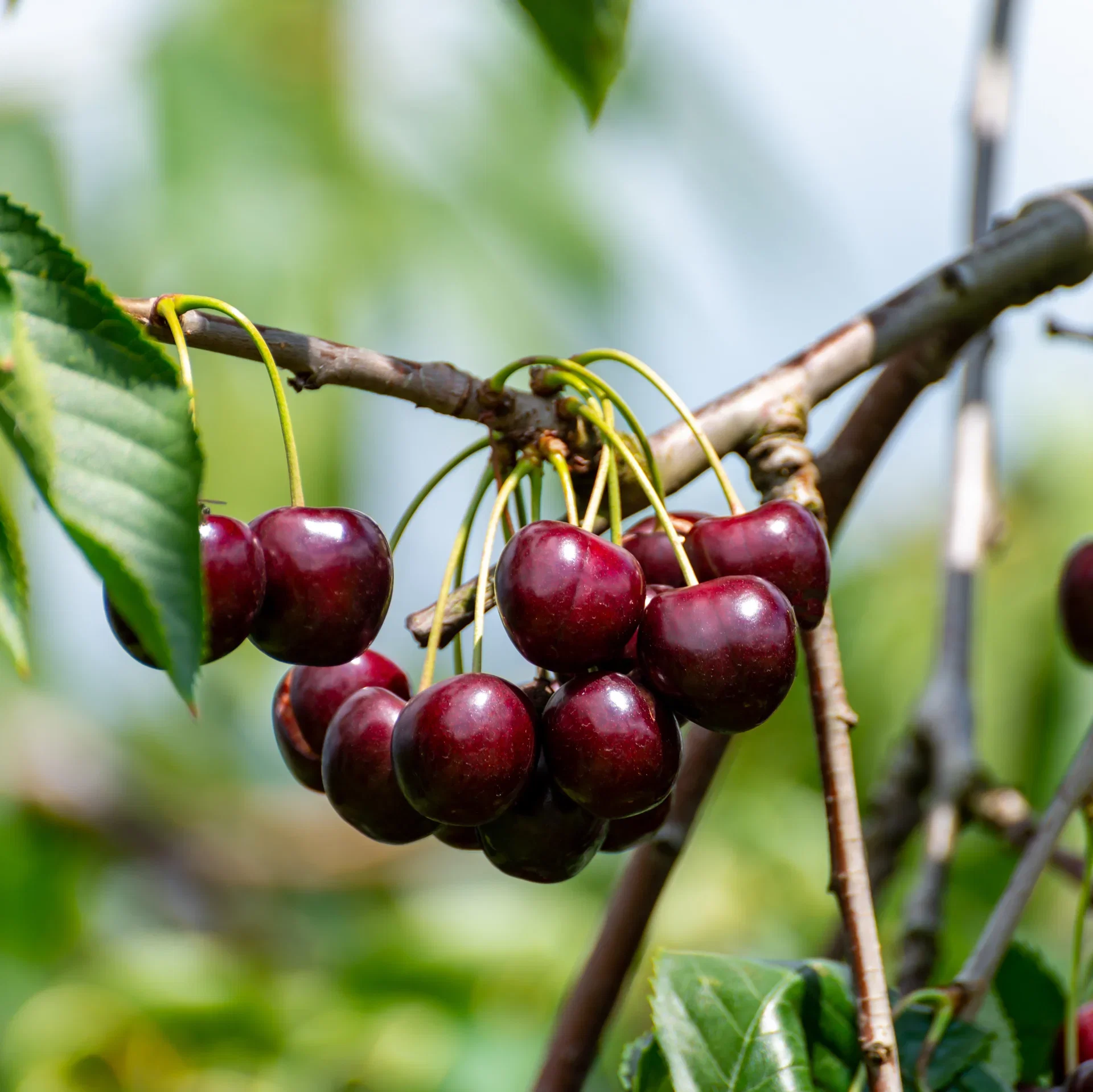 Sötkörsbär 'Lapins' Colt