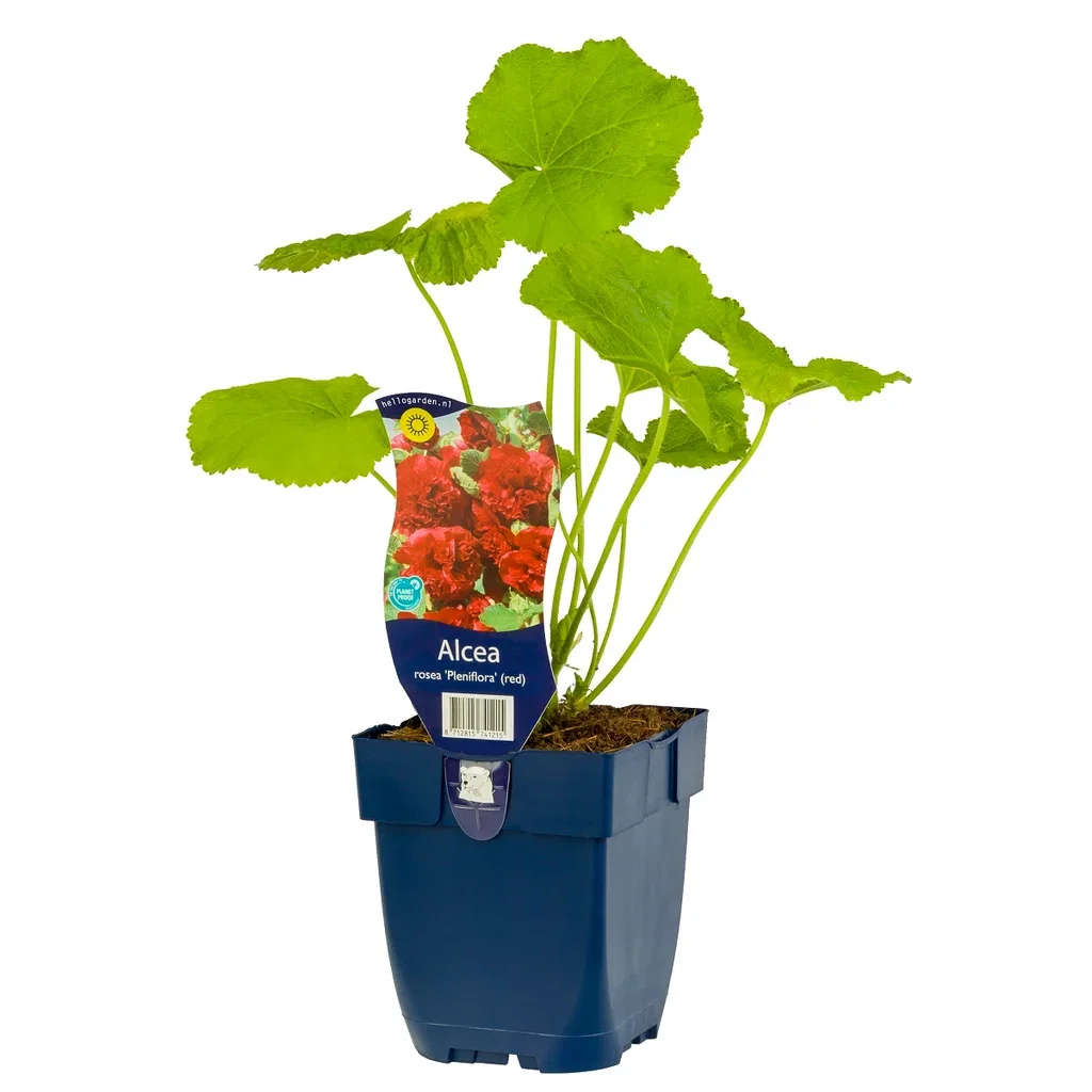 Stockros 'Pleniflora' (röd)