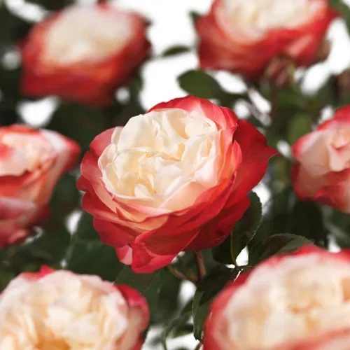 Storblommig ros NOSTALGIE