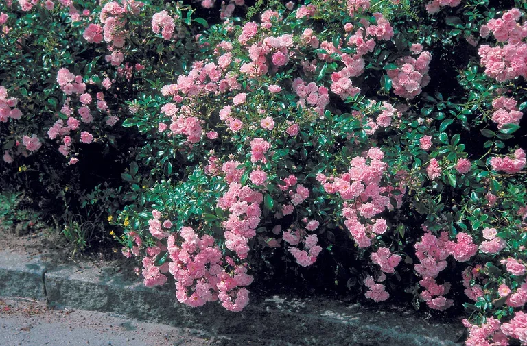 Marktäckande ros 'The Fairy'