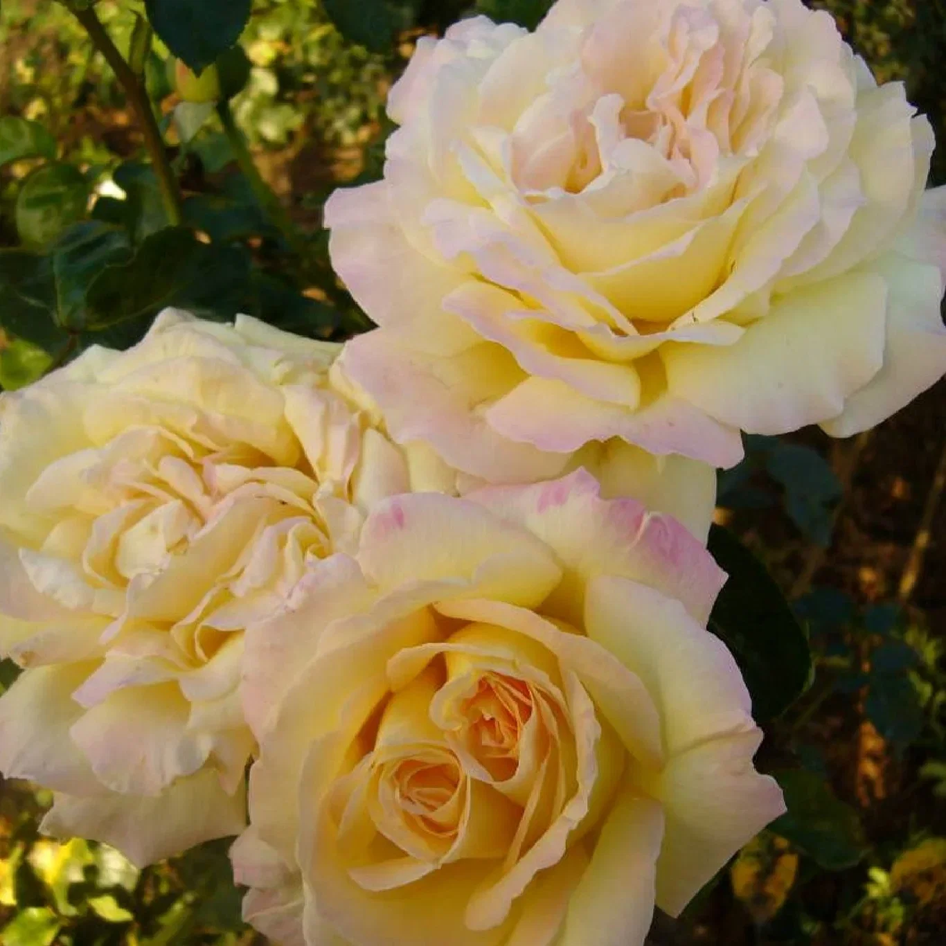 Storblommig ros PEACE®