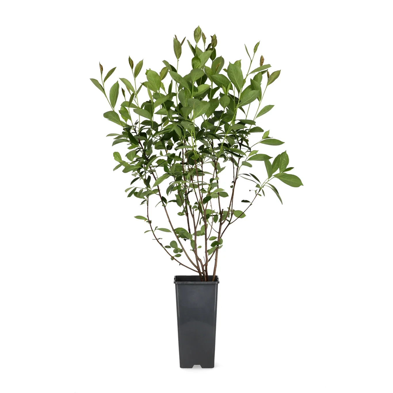 Svartaronia fk MOSKVA