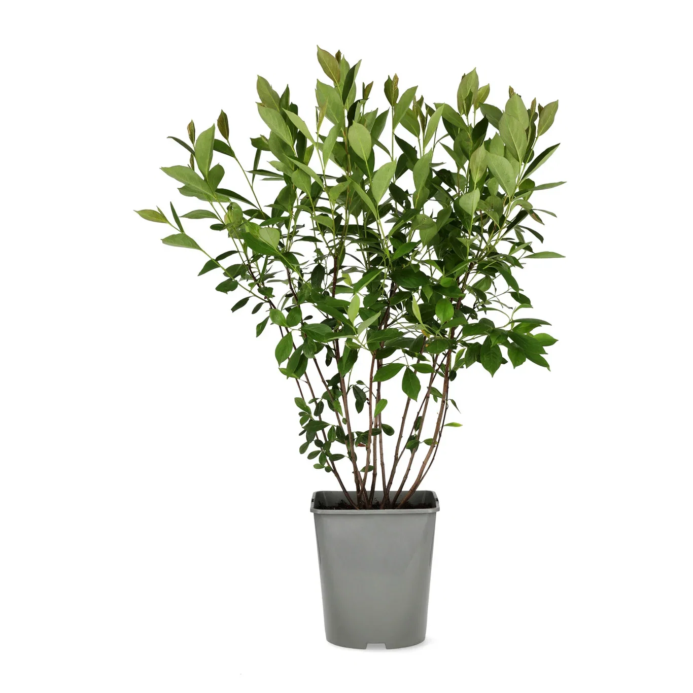 Svartaronia fk MOSKVA