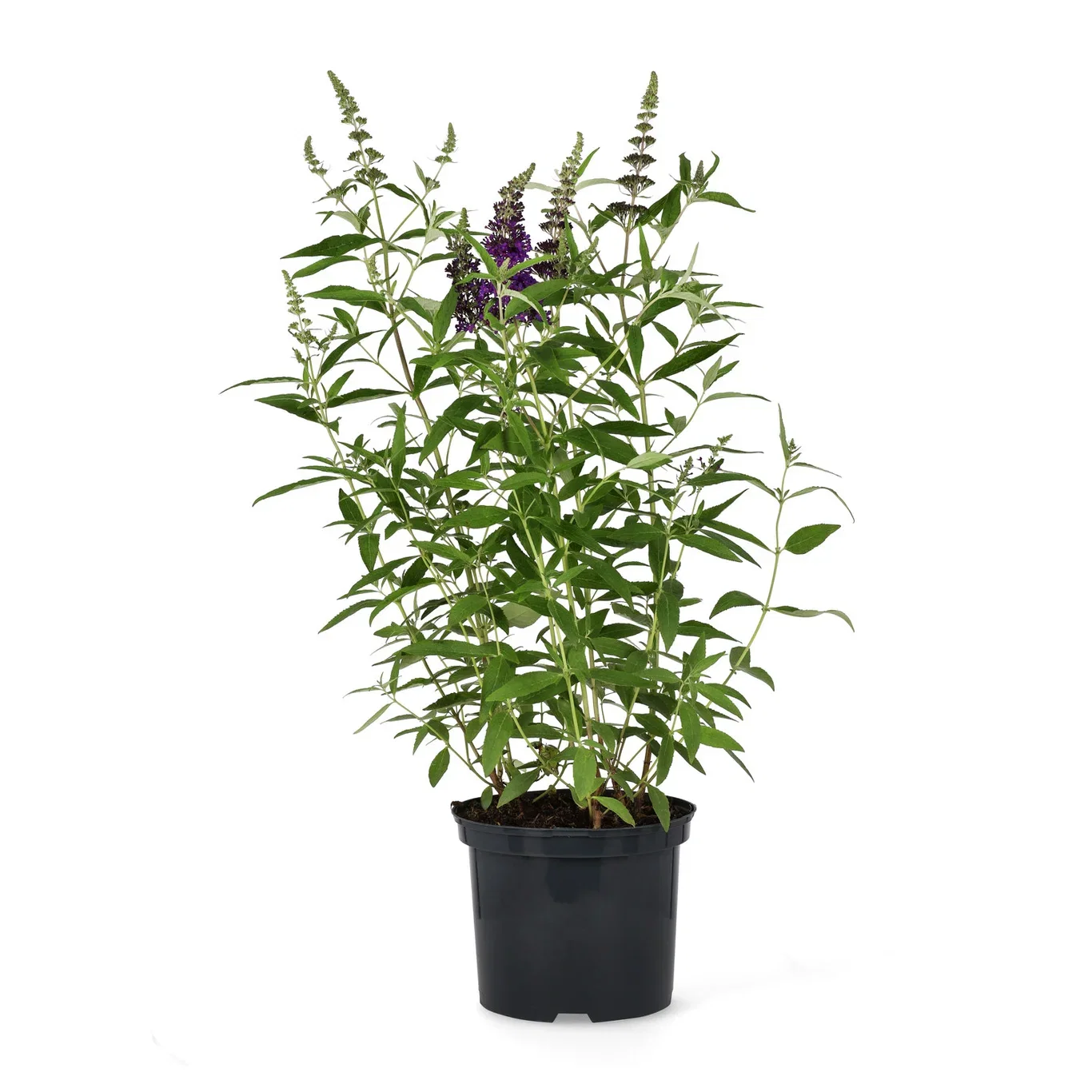 Syrenbuddleja BUZZ MIDNIGHT