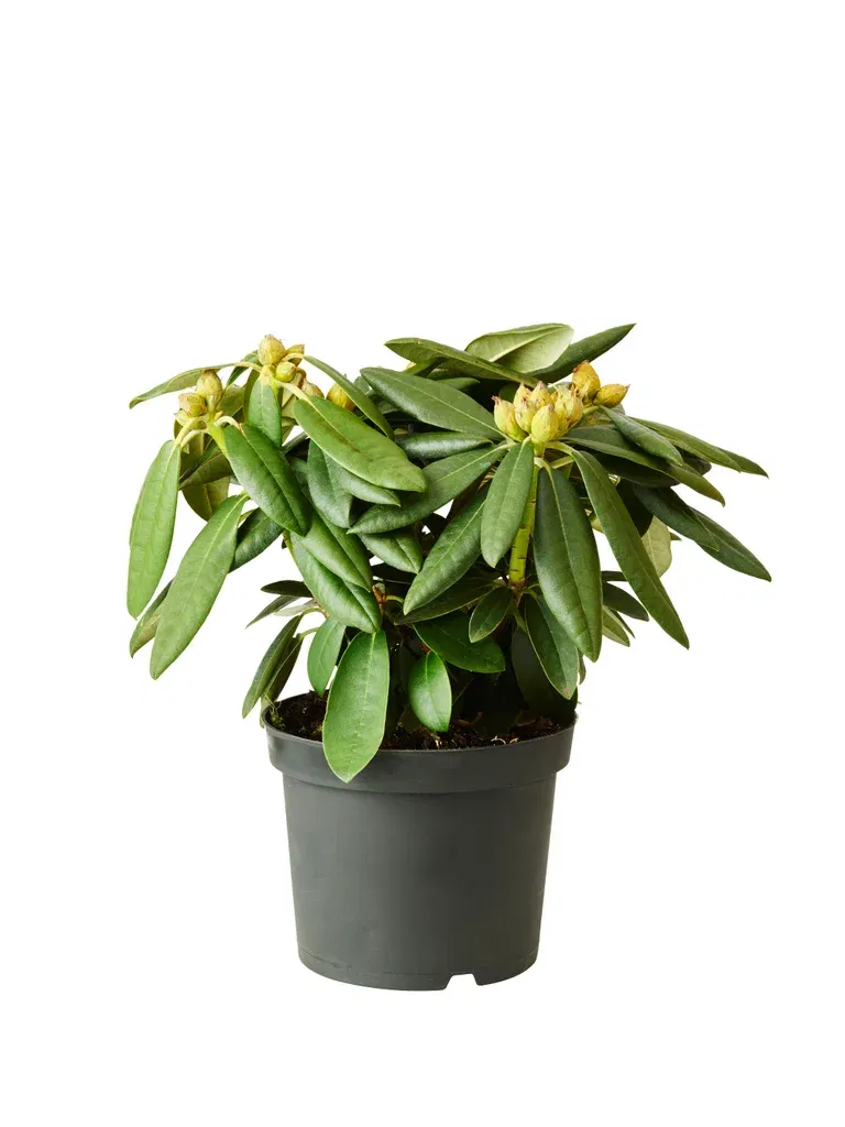 Yakushimanum-rododendron 'Fantastica'