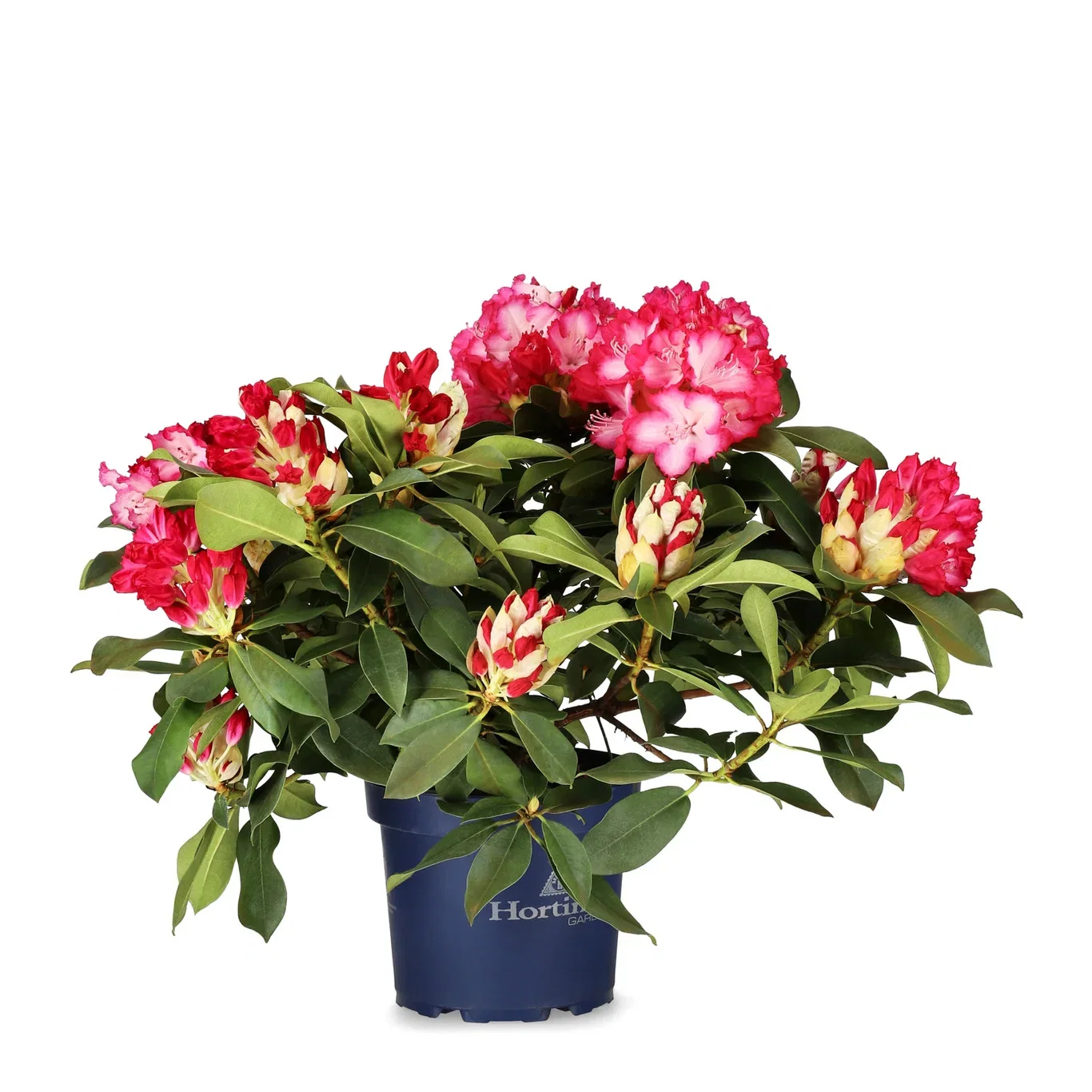 Rododendron XXL