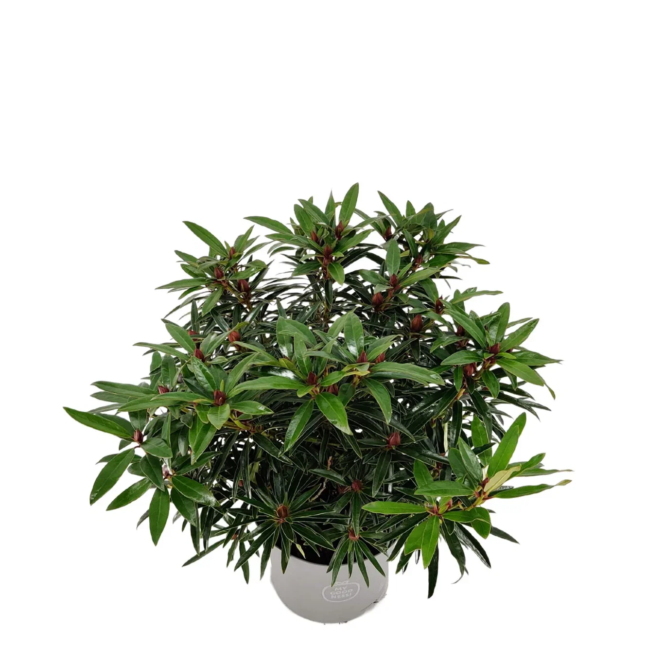 Rododendron 'Graziella'