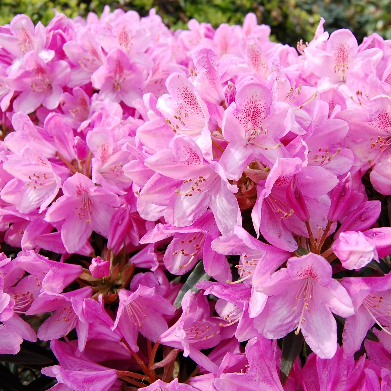 Rododendron 'Graziella'