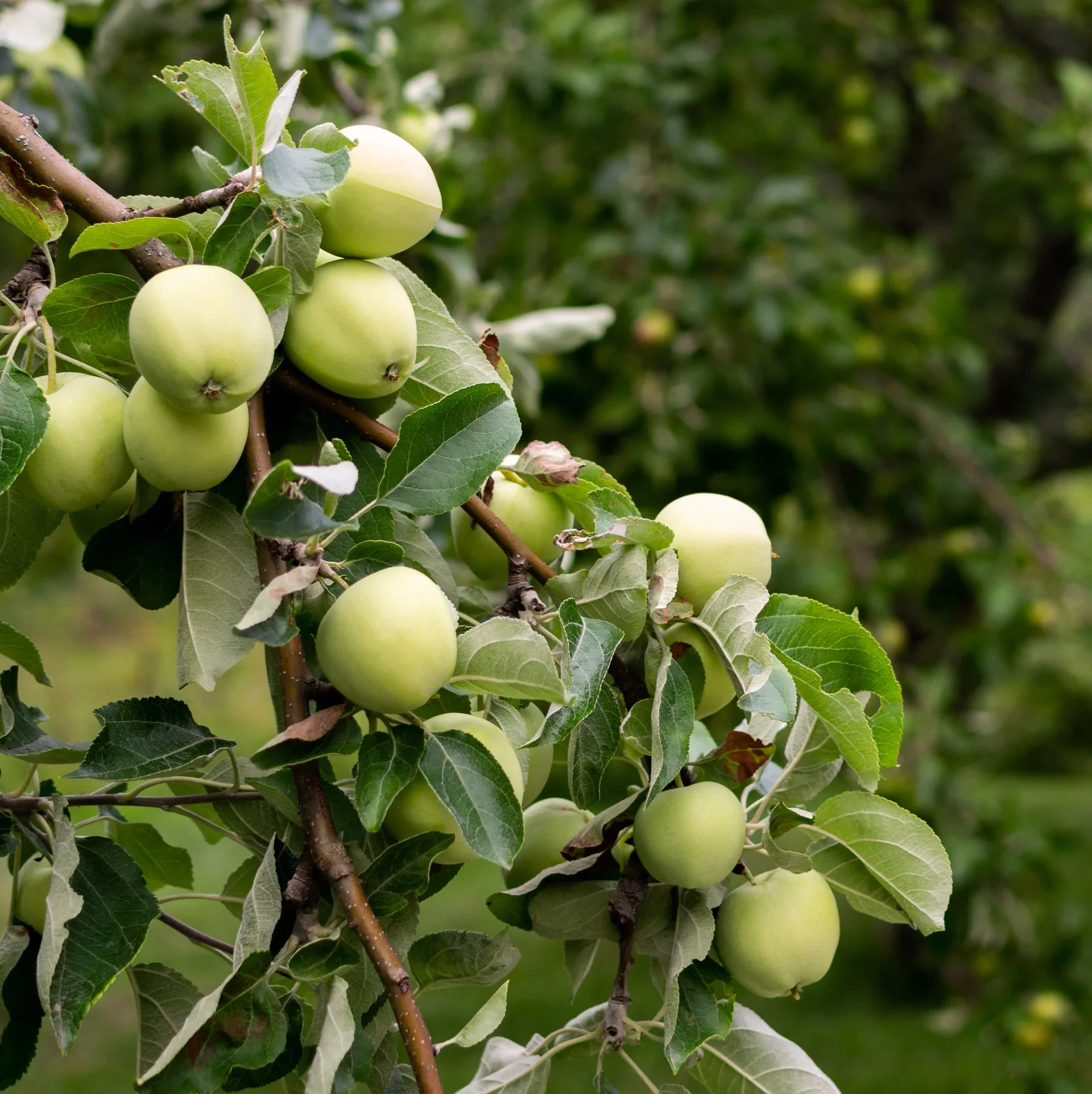 Äpple 'Transparente Blanche' A2