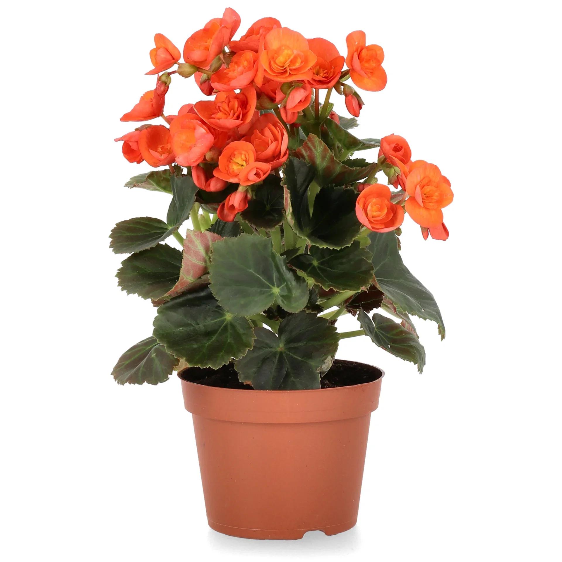 Begonia