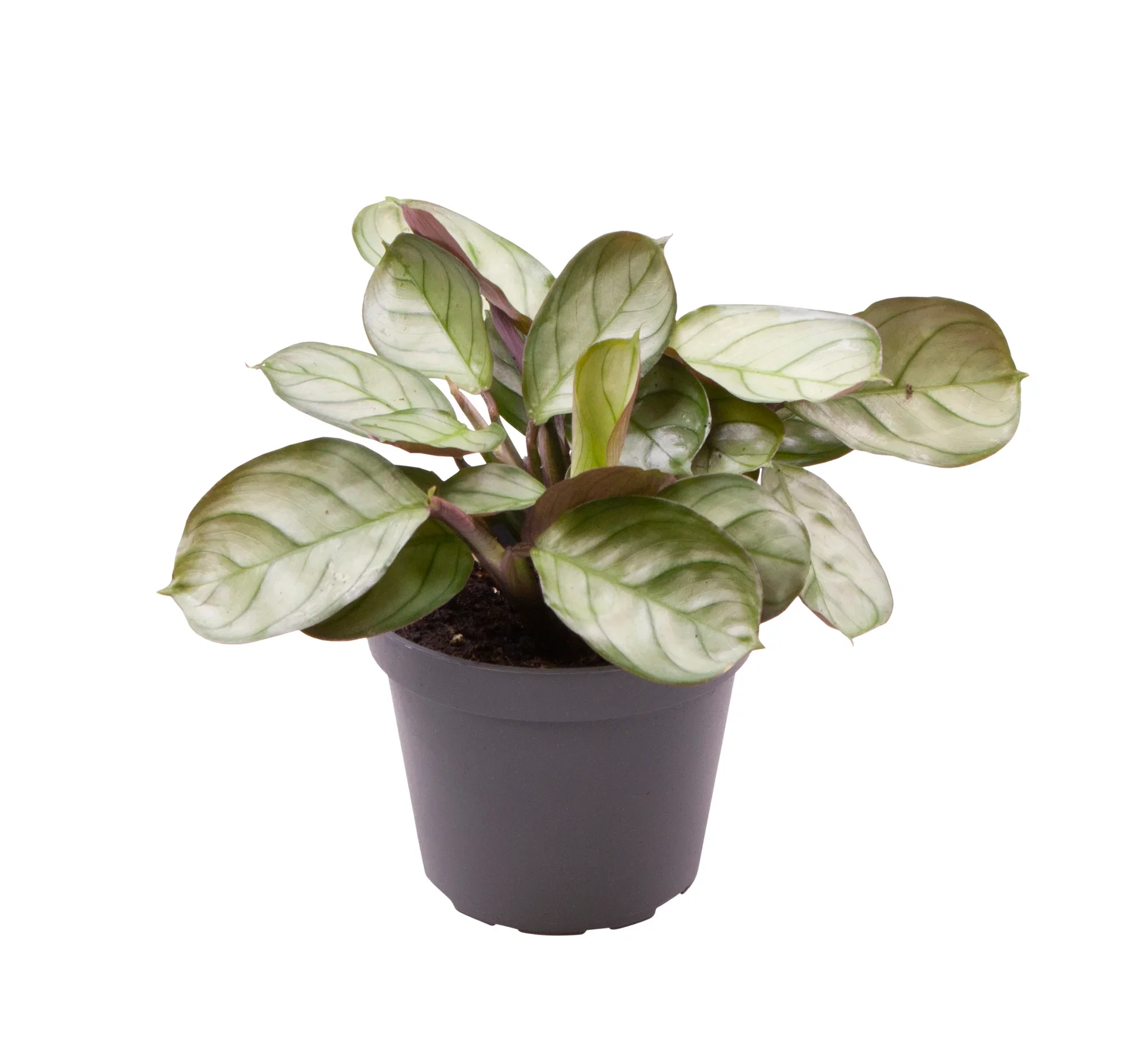 Moses stentavlor 'Mint' mini