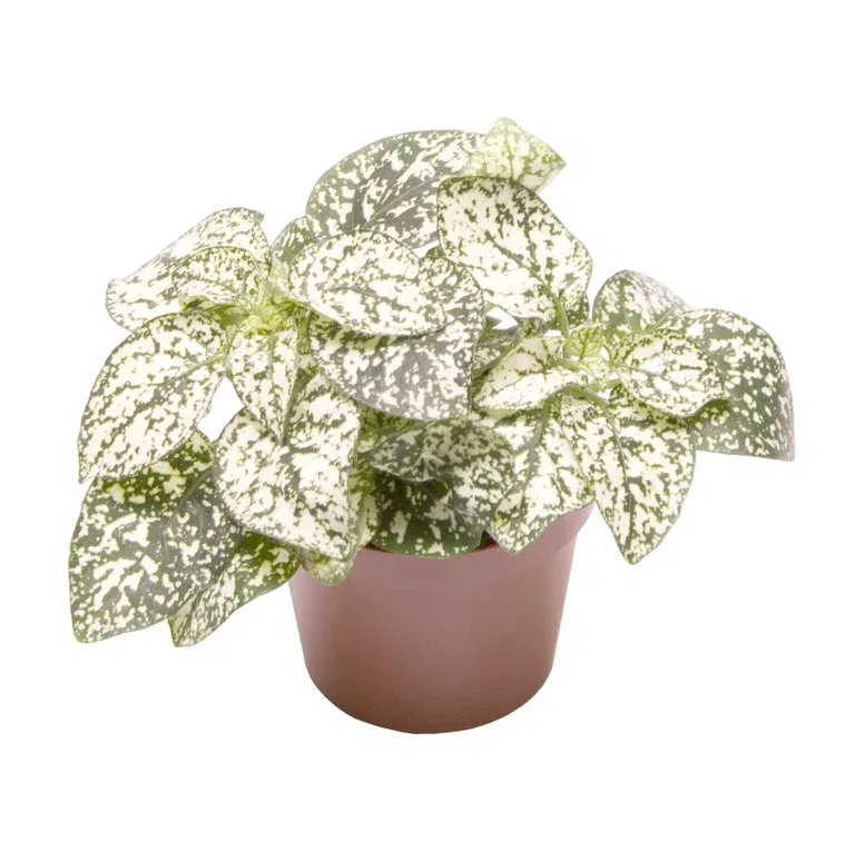 Rosenstänk 'White' mini