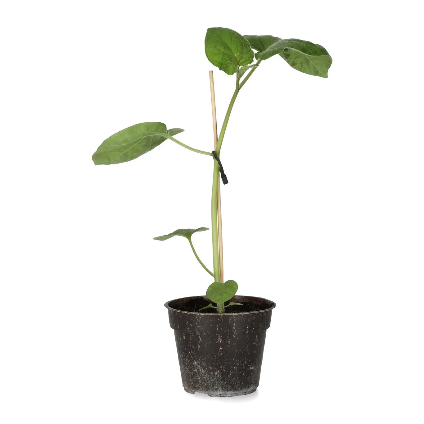 Kapkrusbär 'Little Lantern'