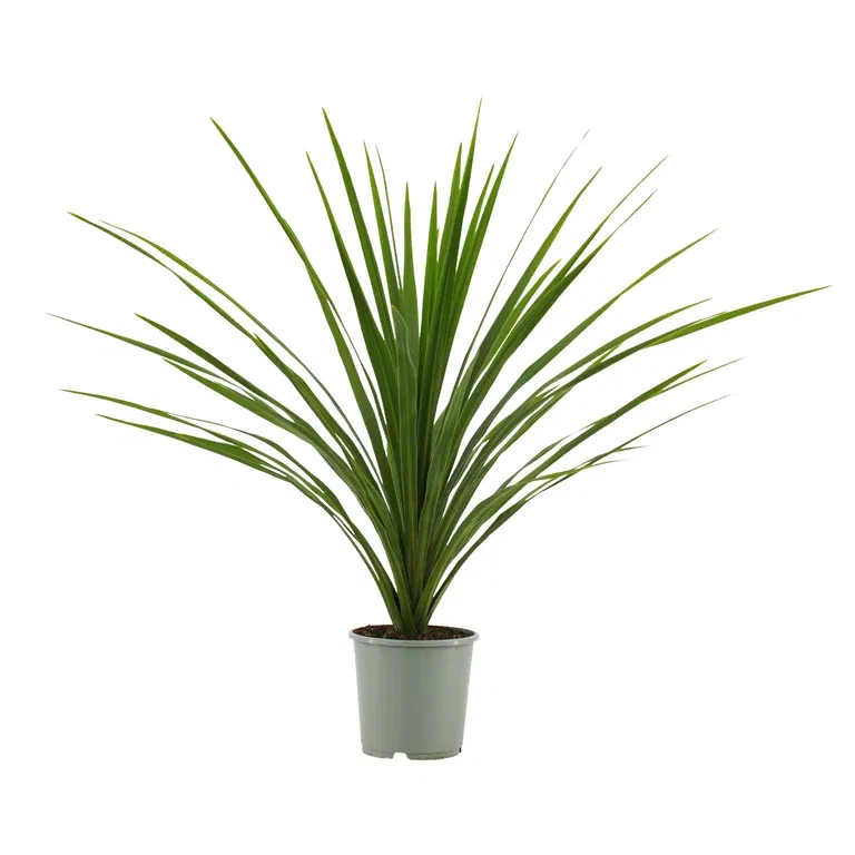 Syddracena 'Verde'
