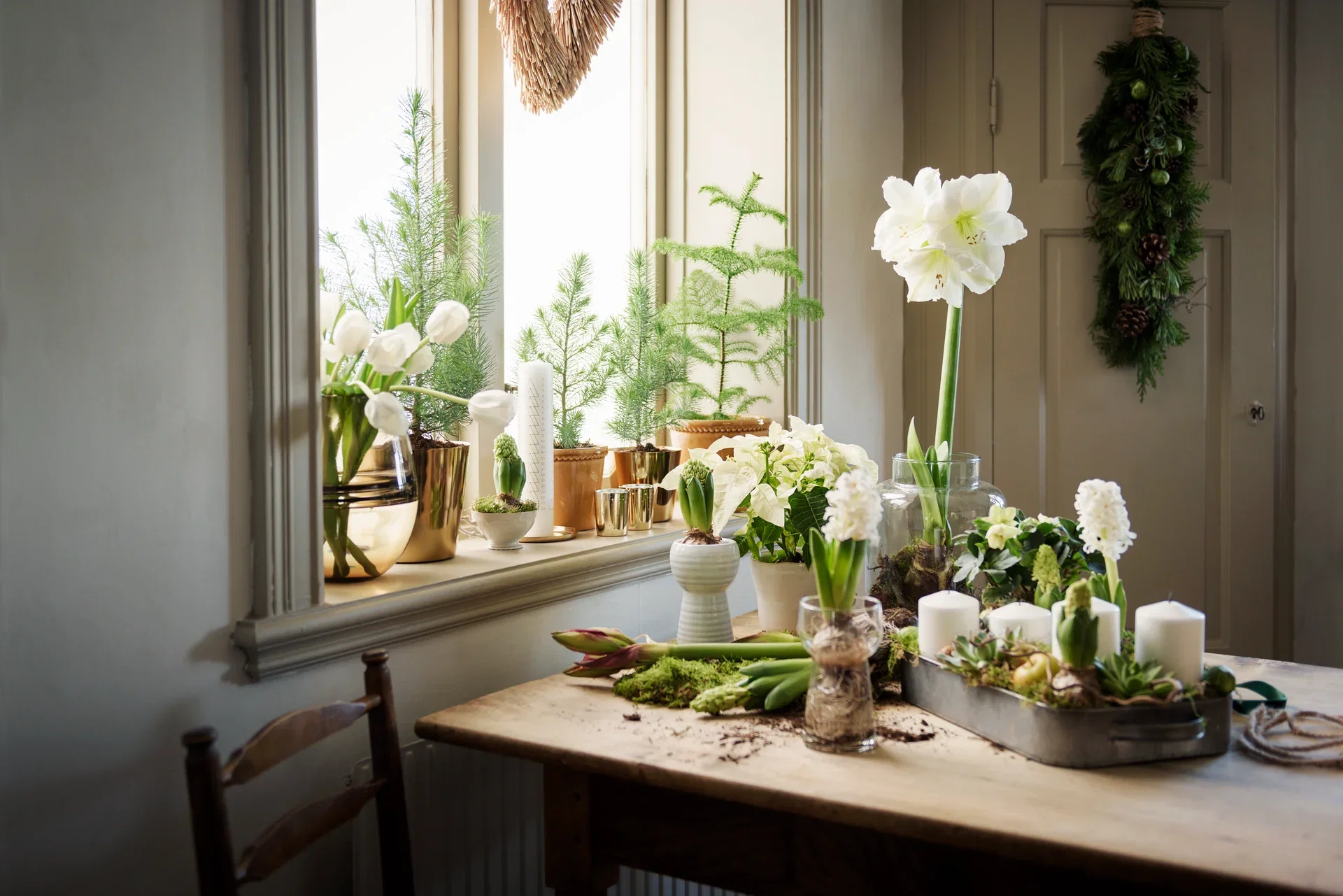 Amaryllis 2-stänglad