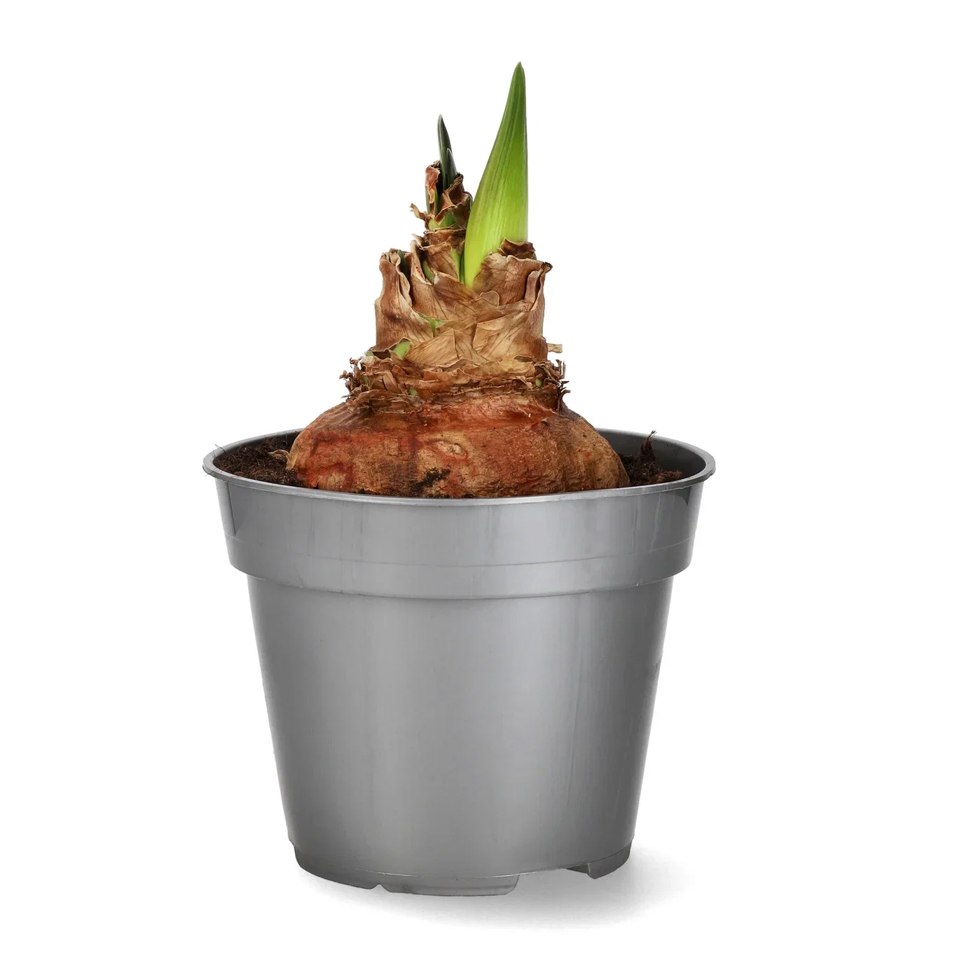 Amaryllis 2-stänglad