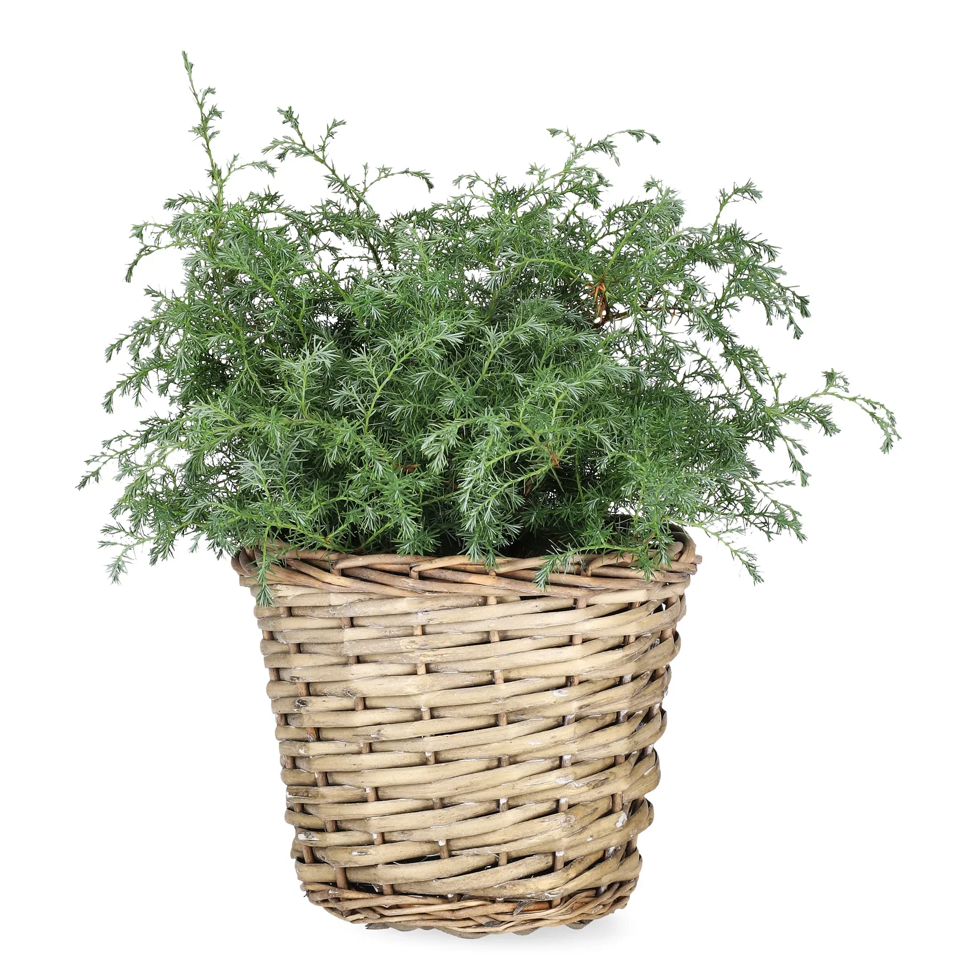 Ärtcypress 'Squarrosa'