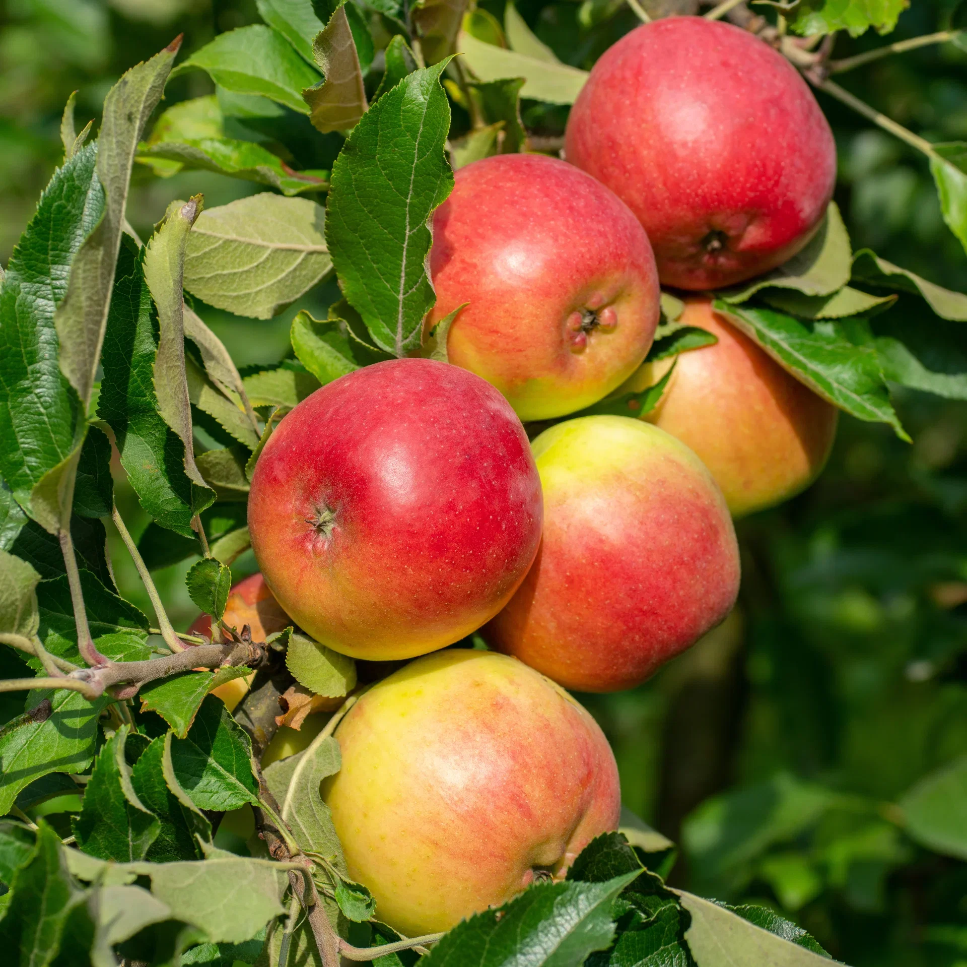 Äpple 'Fredrik' E A2