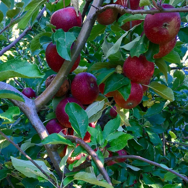 Äpple 'Ingrid Marie' E A2