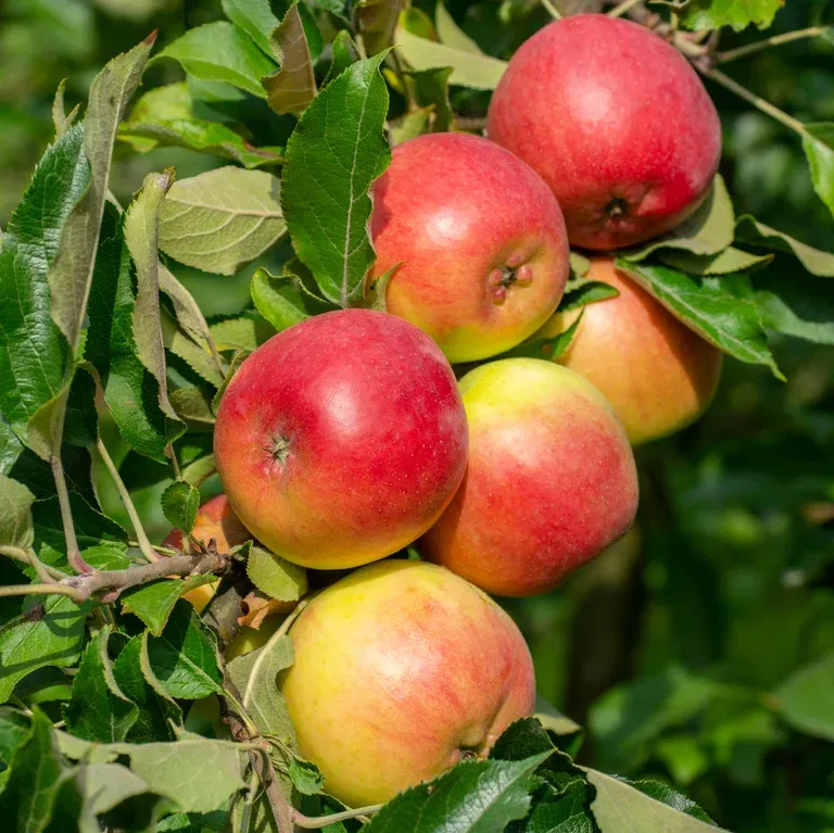 Äpple 'Fredrik' E A2