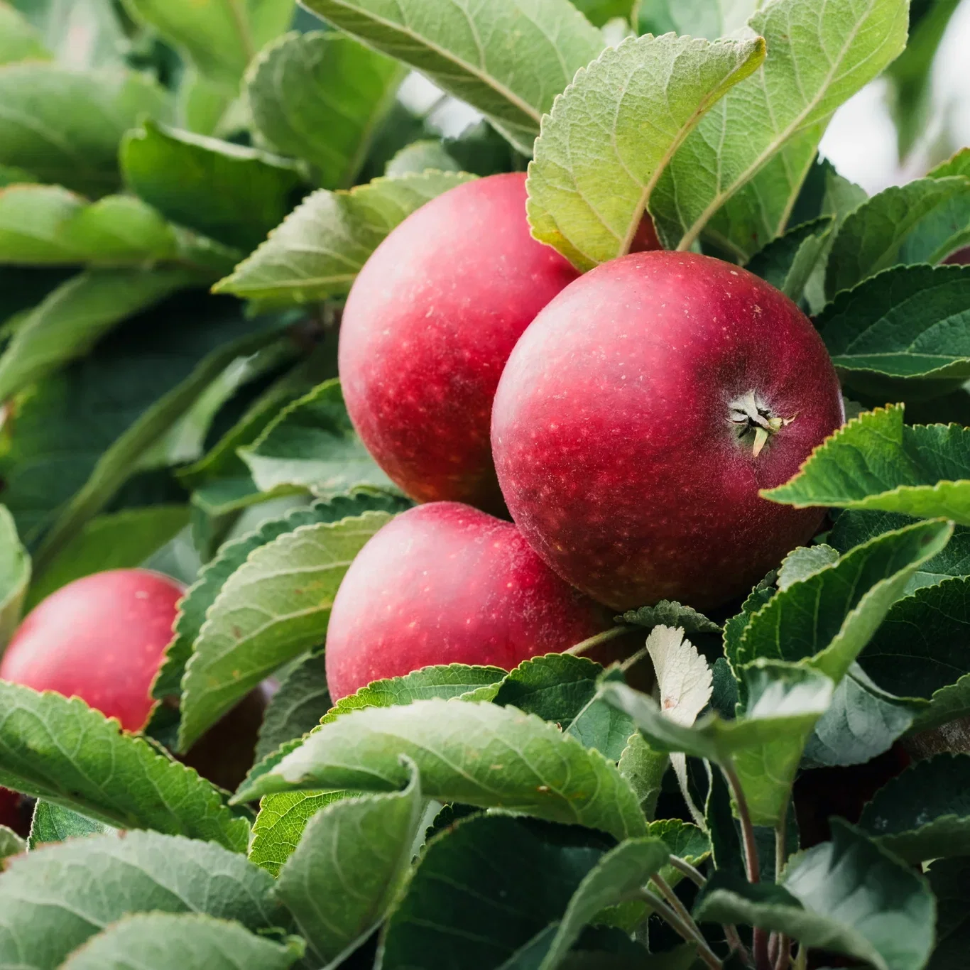 Äpple 'Ingrid Marie' E A2