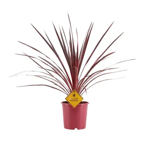 Syddracena 'Charlie Boy'