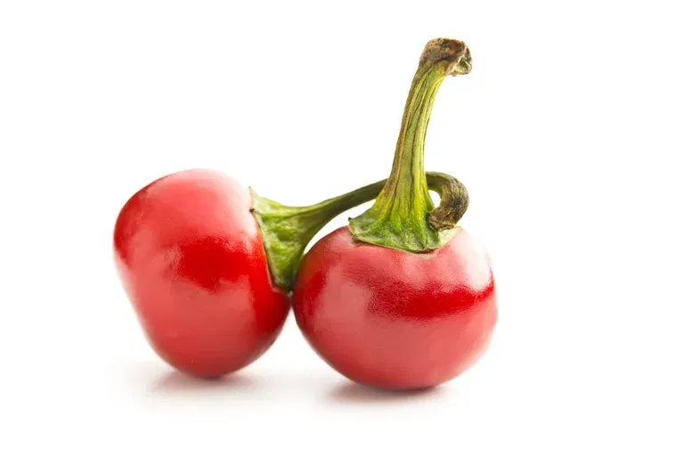 Chilipaprika 'Hungarian Round'