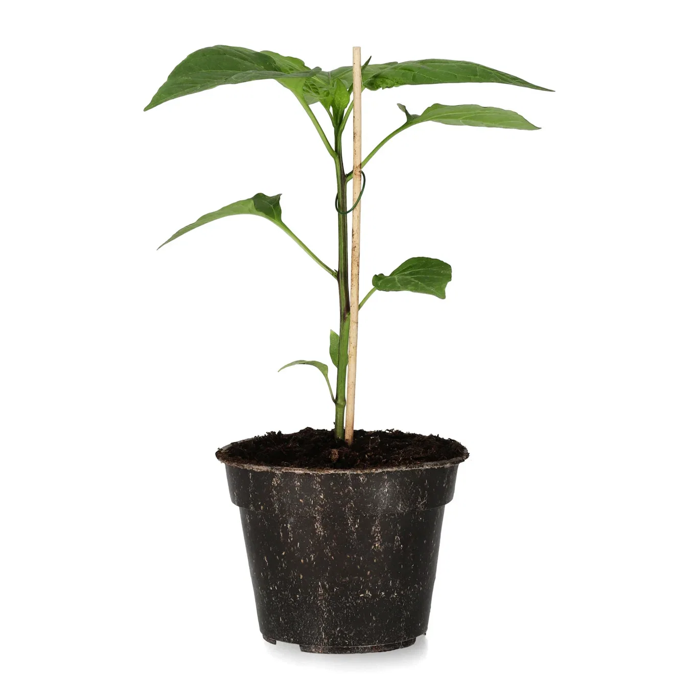 Chilipaprika 'Hungarian Round'