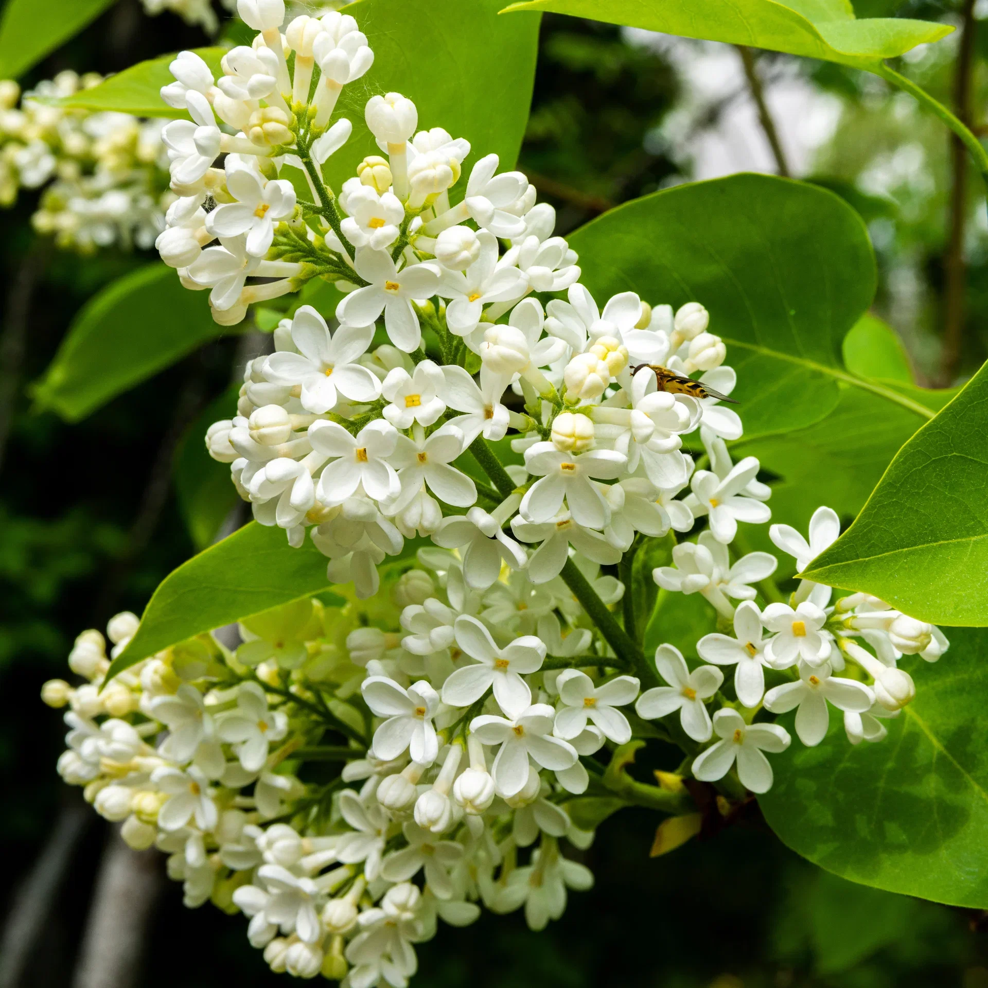 Prestonsyren 'Agnes Smith'