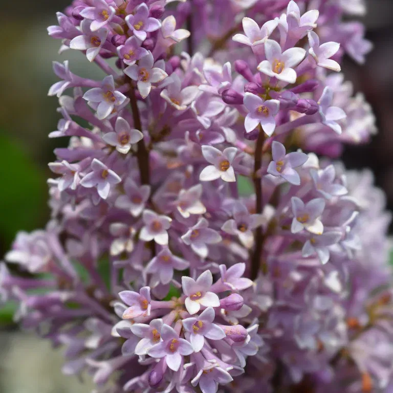 Prestonsyren 'Royalty'