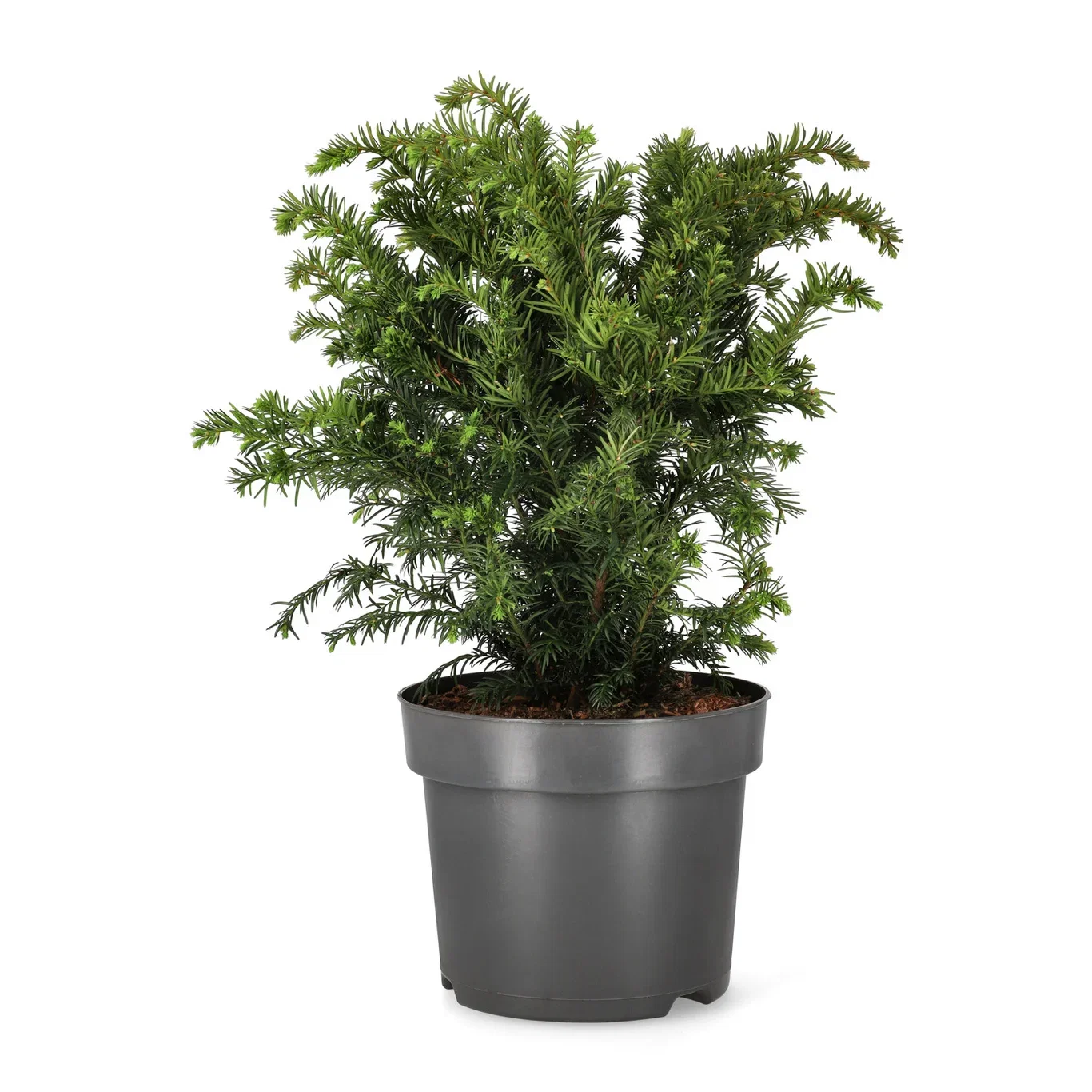 Krypidegran 'Repandens'