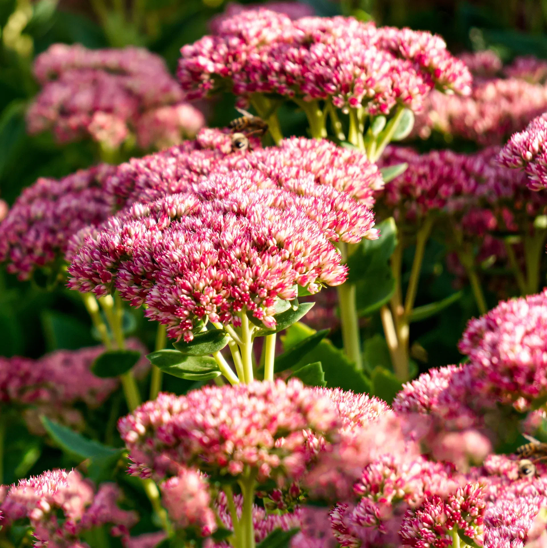 Kärleksört 'Seduction Green Leaves Rose'