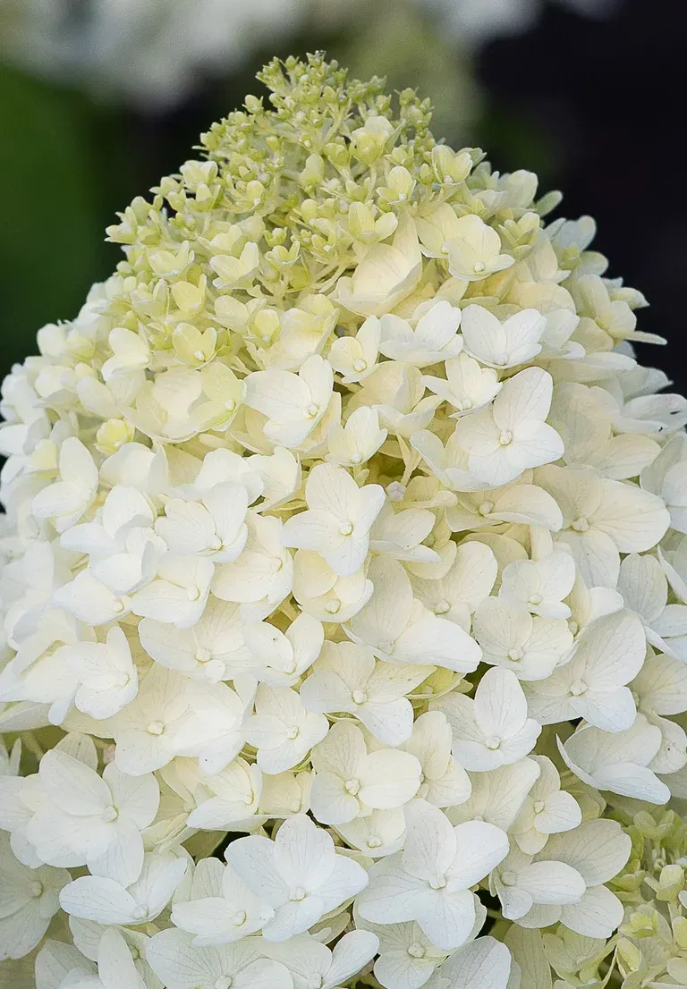 Vipphortensia 'Living Sugar Rush'