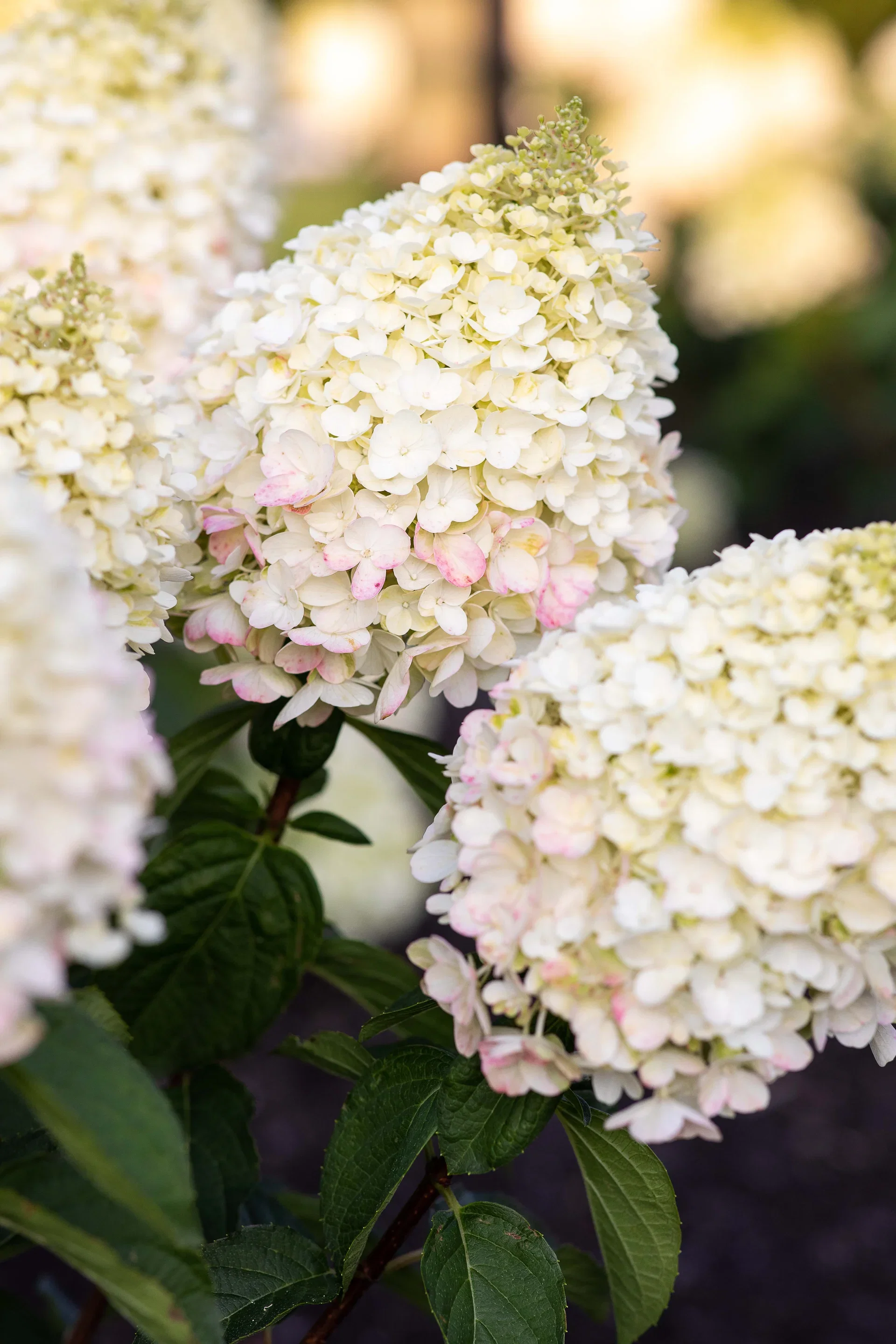Vipphortensia LIVING PINKY PROMISE®