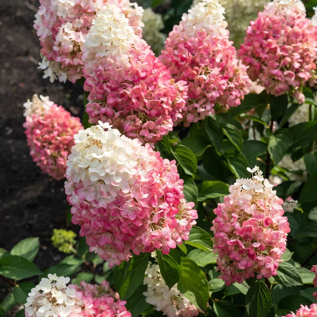 Vipphortensia LIVING PINKY PROMISE®