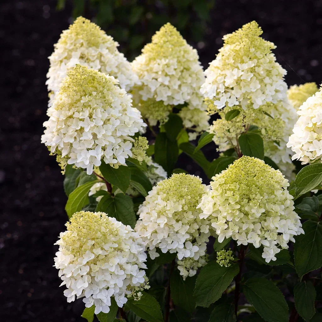Vipphortensia 'Living Sugar Rush'