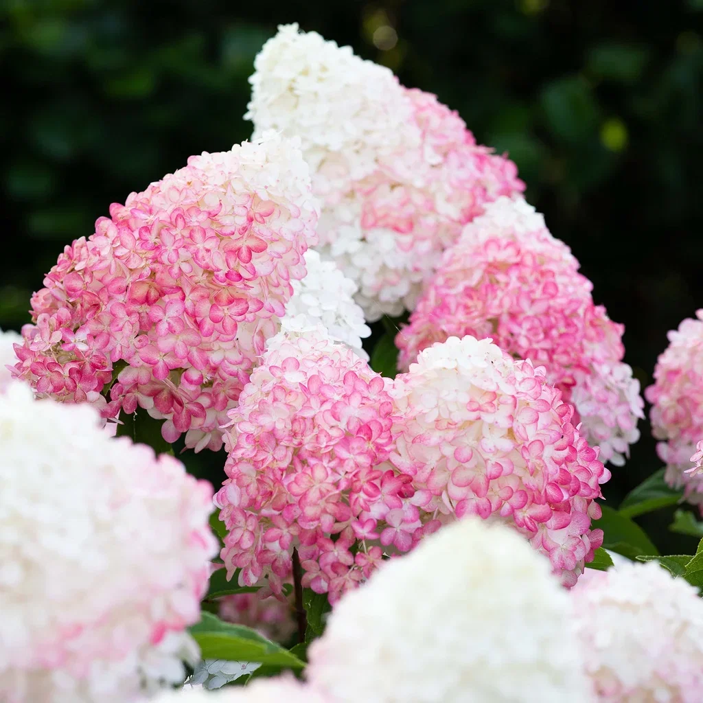 Vipphortensia 'Living Pink & Rose'