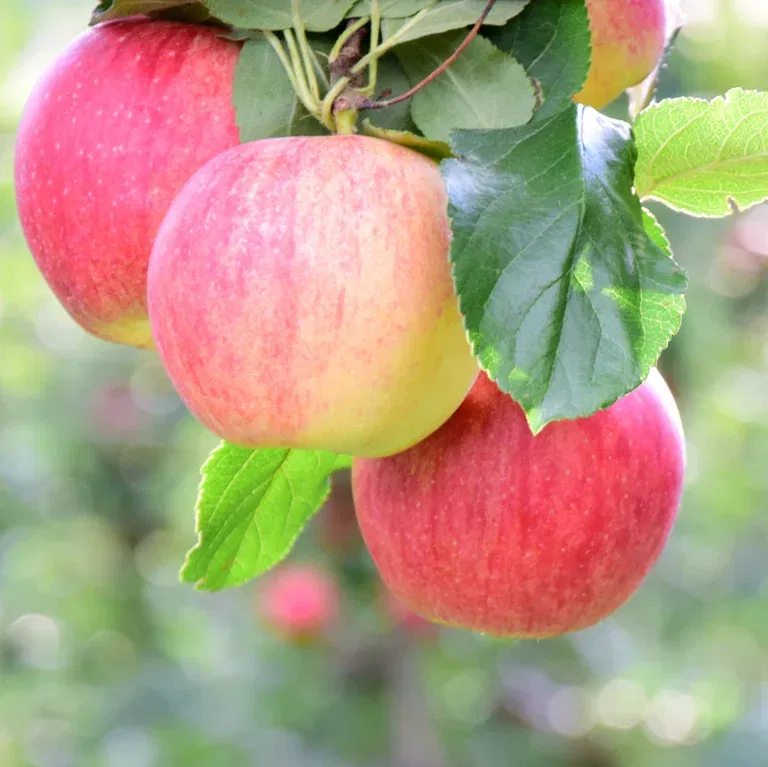 Äpple 'Birgit Bonnier' E A2