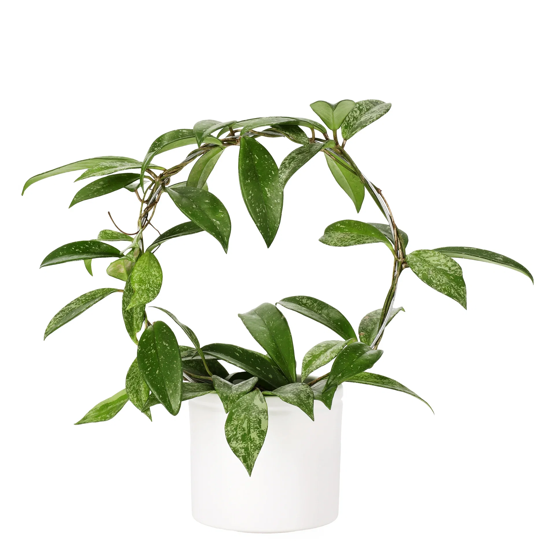 Porslinsblomma ‘Silverspots’ på båge