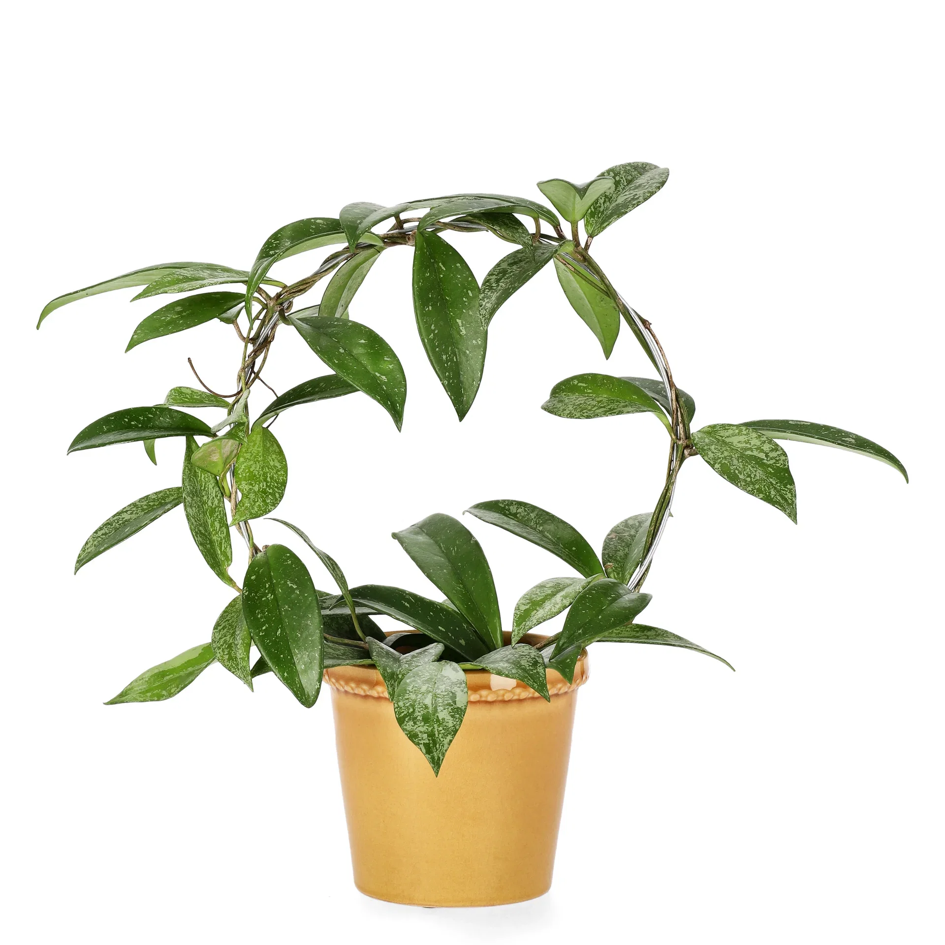 Porslinsblomma ‘Silverspots’ på båge