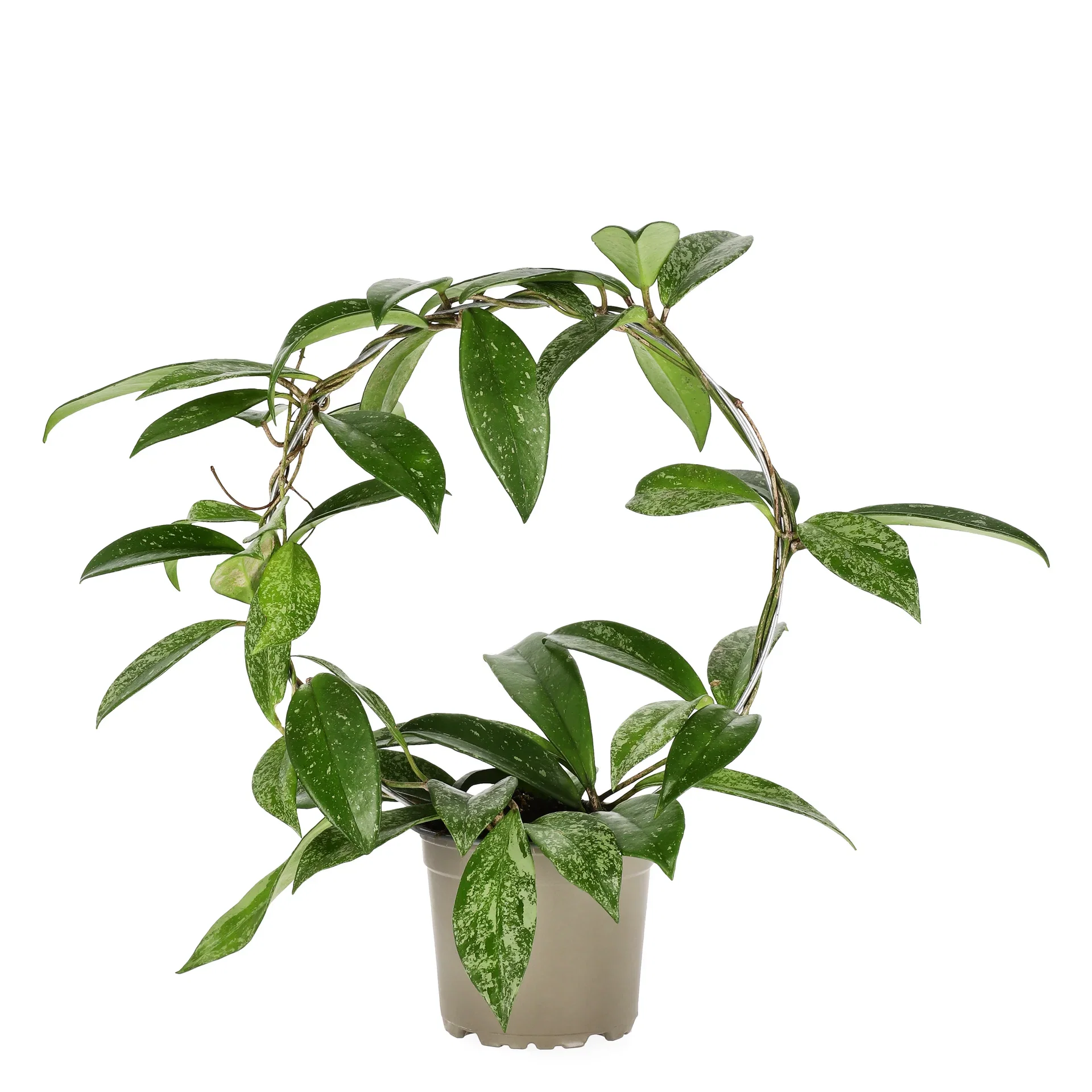 Porslinsblomma ‘Silverspots’ på båge