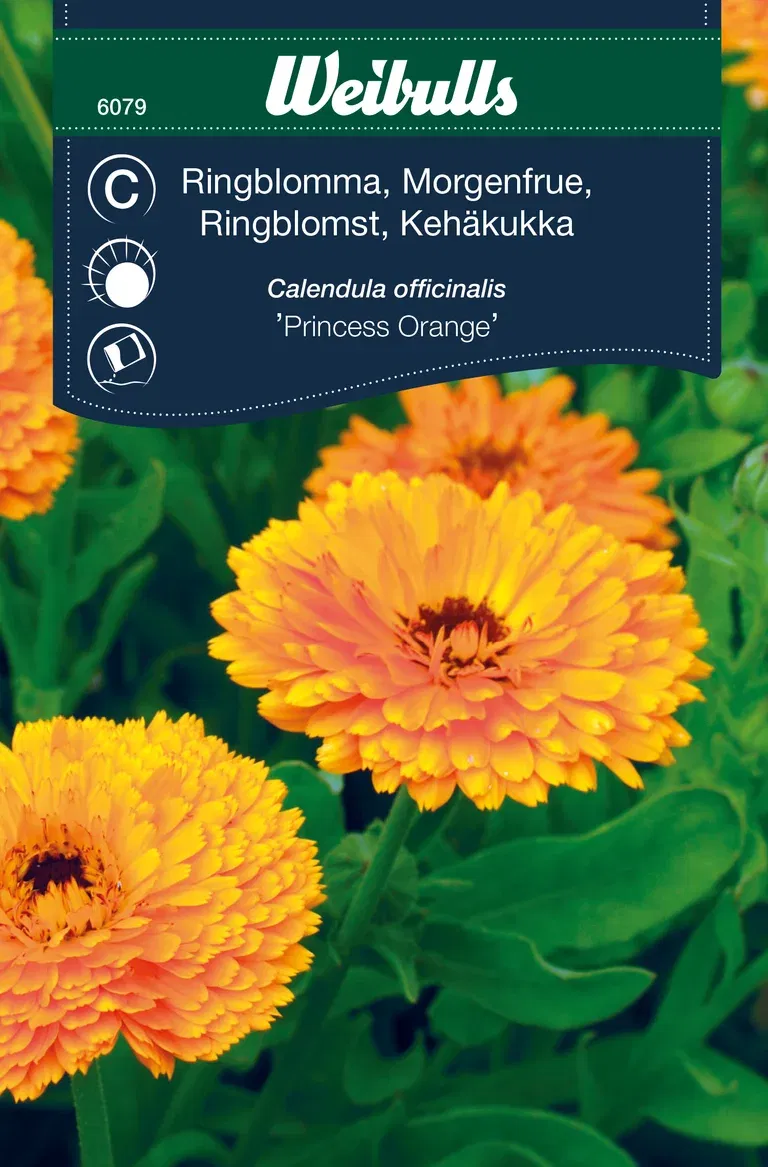 Ringblomma ''Princess Orange'