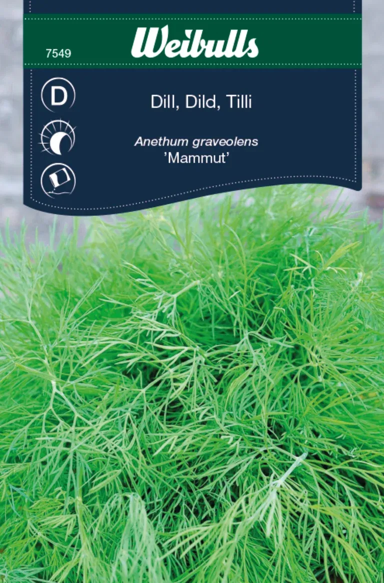 Dill 'Mammut'