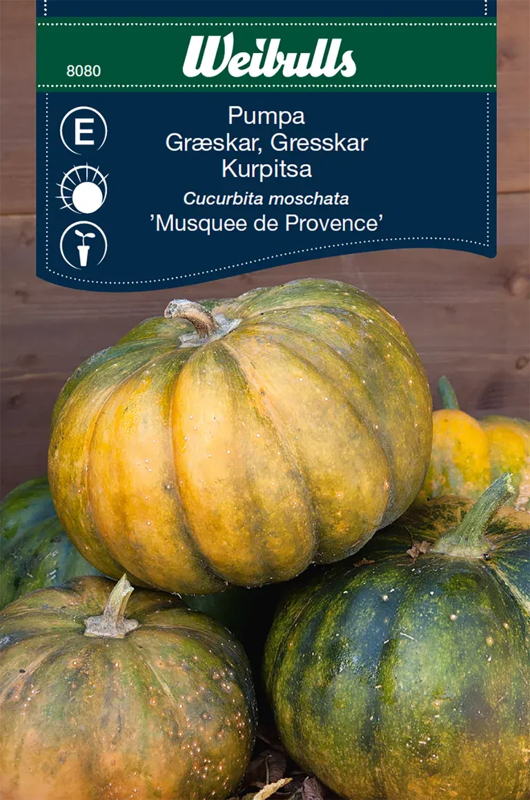Pumpa 'Musquee de Provence'